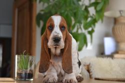 A reserver chiot basset hound selection sante beaute caractere