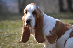 A reserver chiots basset hound selection sante beaute caractere