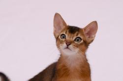 A bziers, chatons abyssins livre  natre