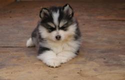 Chiots apparence pomsky f2