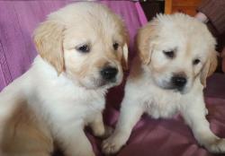 Magnifiques chiots golden