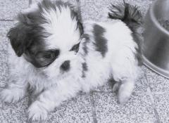 Chiots lof shih tzu