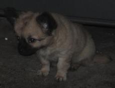 Chiots lof chihuahua poil long