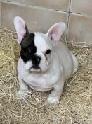 Valentin adorable mle dapparence bouledogue franais