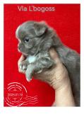 Chiots chihuahua lof pl