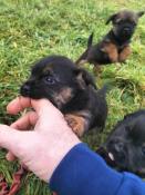 Adorables chiots borders terriers