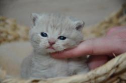 Chatons british shorthair loof