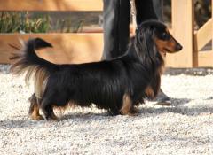 Chiots teckels nains poil long