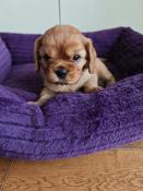 Chiot femelle et mle cavalier king charles lof