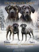 Chiots presa canario lof