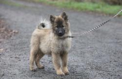 Eurasier lof, excellentes lignes, levs en famille