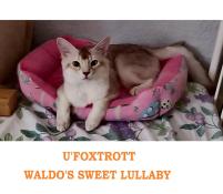 Foxtrot, jeune mle somali loof, retrait, doux, tendre et clin,