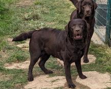 A vendre femelle labrador chocolat lof