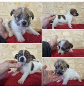 Jack russell terrier lof