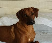 Chiot rhodesian ridgeback