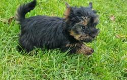 Adorables femelles yorkshire terrier lof