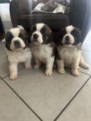 Chiots saint bernard poils longs lof