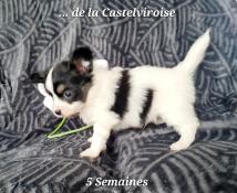 Chiots pagneul nain continental papillon mle lof