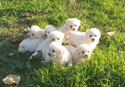 Chiots bichons frises