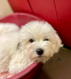 Chiot mle coton de tulear