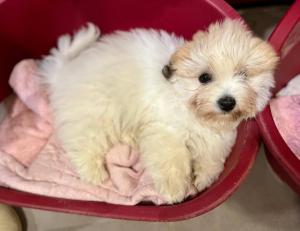 Chiot mle coton de tulear