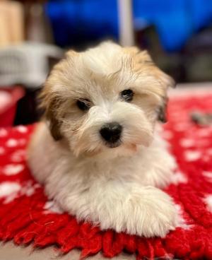 Chiot femelle coton de tulear