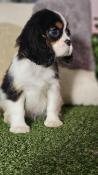 Femelle cavalier king charles lof