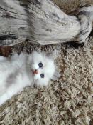 Chatons ragdolls