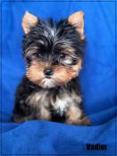 Rserver,vadim,superbe mle yorkshire terrier, petit modle,lof