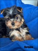 A rserver, verlaine,superbe mle yorkshire terrier, petit modle,lof