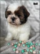 Rserver,volf,superbe mle shih tzu ,fauve et blanc,lof