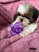 A rserver, vahin, superbe femelle shih tzu ,fauve et blanc,lof