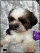 A rserver, vita,superbe femelle shih tzu ,fauve et blanc,lof