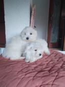 Apparence bichon maltais