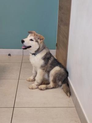 Chiot mle malamute de l'alaska