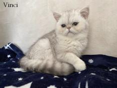 Chatons persan et exotic shorthair loof