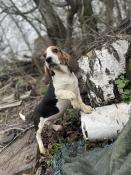 Chiots dapparence beagle