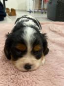 Chiots dapparence  cavalier king charles