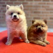 Chiots dapparence spitz allemand