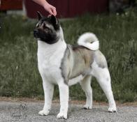 Femelle adulte akita american disponible