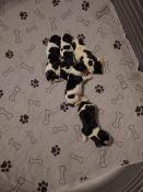 Chiots cavalier king charles