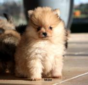 Adorables chiots d'apparence spitz allemand