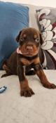 Magnifique chiot dobermann non lof