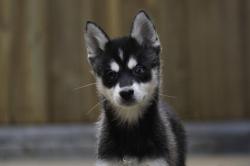 Chiots husky miniature