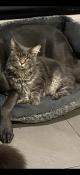 Magnifique chaton maine coon