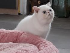 Magnifique chaton exotic shorthair disponible