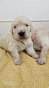 Chiots golden retriever lof cherche famille serieuse