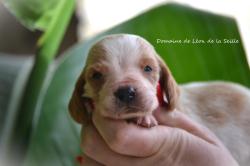 A reserver chiots basset hound selection sante beaute caractere