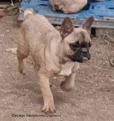 Zphirin, apparence bouledogue franais