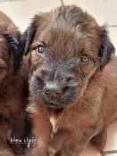 Chiots berger de brie  fauve